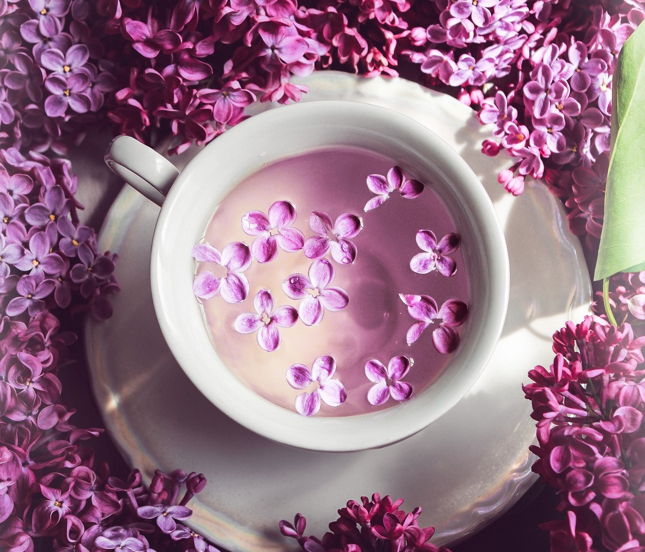 Read more about the article What Is Purple Tea Good For? |A DELVE INTO THE PHENOMENON AND RAGE THAT IS PURPLE TEA |